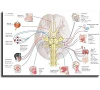 Cranial Nerves Anatomy Poster 12 Pairs Diagram Medical Student Study Guide