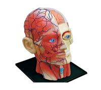 Cranio 4D Corpo Umano Testa Organo Modello Anatomico Insegnamento Medico, Vaso Sanguigno For Muscoli E Nervi, 14 Parti Assemblaggio Flessibile Rimovibile, For Studio Ricerca Studenti Medicina Medica
