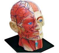 Cranio 4D Modello Anatomico di Organi del Corpo Umano Modello Didattico Medico, Cranio con Muscoli E Nervi Vasi Sanguigni, per Studenti di Medicina