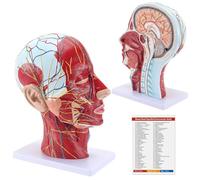 Cranio anatomico della Testa del Modello a grandezza Naturale, Modello neurovascolare Superficiale della Testa Umana a metà con muscolatura e Cervello per Lo Strumento di visualizzazione