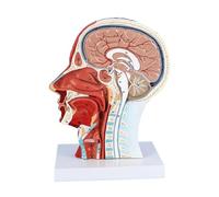 Cranio anatomico della Testa del Modello a grandezza Naturale, Modello neurovascolare Superficiale della Mezza Testa Umana con muscolatura e Cervello per dell'insegnamento Medico