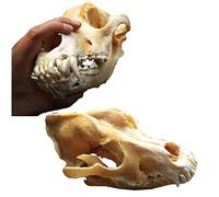 Cranio di cane reale - Modello a grandezza naturale del cranio dei denti del cane - Forniture di tassidermia Art Bone Veterinario Medicina Ufficio Bar Decorazione Collezione