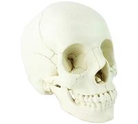 Cranio Modello Anatomico Scomponibile 22 Parti, Umano Cranio Grandezza Naturale, per Studio di Anatomia Medica, Visualizzazione E Insegnamento - Versione Didattica per L'osteopatia