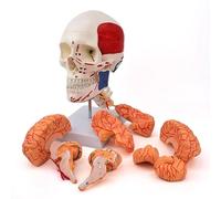 Cranio Umano, Cervello, Muscoli, Modello Cerebrale, Modello Anatomico Dell'Arteria Cerebrale, Modello Cerebrale 1:1, Modello del Cranio, Origine E Punto Finale dei Muscoli Attaccati al Cranio E Model