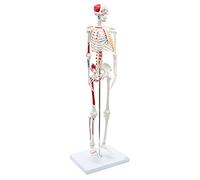 Cranstein A-118 Mini Skeleton 85 cm con pittura muscolare | Modello anatomico di piccolo scheletro | per studenti o studi medici | come regalo
