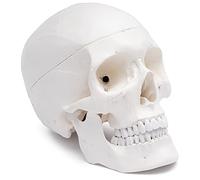 Cranstein A-210 Cranio anatomico | Studi e formazione medica | cranio | Modello di anatomia del cranio | Modello del cranio