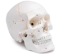 Cranstein A-211 Cranio anatomico con numerazione | Studi e formazione medica | cranio | Modello di anatomia del cranio | Modello del cranio