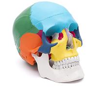 Cranstein A-213 cranio anatomico | dipinto didatticamente | Studi e formazione medica | Modello di anatomia del cranio | Modello del cranio