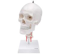 Cranstein A-214 Cranio anatomico con colonna cervicale | su treppiede | Studi e formazione medica | Modello di anatomia del cranio | Modello del cranio