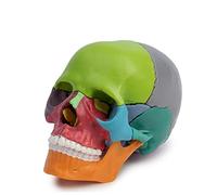 Cranstein A-226 Mini Cranio per osteopatia | 15 pezzi | didattico | Studi e formazione medica | Modello di anatomia del cranio | Modello del cranio