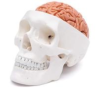 Cranstein A-236 Cranio anatomico con cervello in 8 parti | Studi e formazione medica | cranio | Modello di anatomia del cranio | Modello del cranio