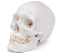 Cranstein A-240 Cranio anatomico | Studi e formazione medica | cranio | Modello di anatomia del cranio | Modello del cranio