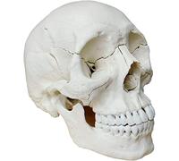 Cranstein Cranio per osteopatia | 15-22 pezzi | didattico | Studi e formazione medica | Modello di anatomia del cranio | Modello del cranio (bianco)