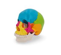 Cranstein Cranio per osteopatia | 15-22 pezzi | didattico | Studi e formazione medica | Modello di anatomia del cranio | Modello del cranio (multicolore, chiari)