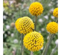 Craspedia Globosa - balcone primavera semi vaso coperto semi per resistenti 600pcs