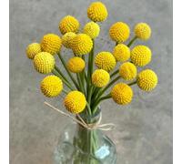 Craspedia Globosa giardino roccioso ornamentali facile curare 150semi