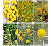 Craspedia Globosa - resistenti semi vaso d'appartamento esotiche giardino che amano l'ombra, resistenti giardino ornamentali semi di 40pcs