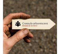 Crassula arborescens SEEDS - - SEMI Pianta di giada | Albero dei soldi