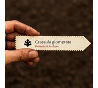 Crassula glomerata SEEDS - - SEMI Pianta di giada | Albero dei soldi