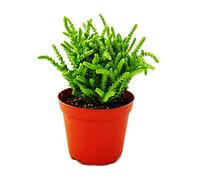 Crassula lycopodioides - Piante grasse a coda di topo, vaso da 8,5 cm