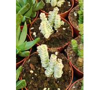 Crassula Marnieriana Variegata Fantasy Pianta Succulente 8,5 CM Ø per Medio Sol