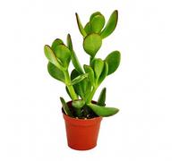 Crassula Portulacea - Albero dei soldi, in vaso da 8,5 cm