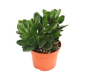 Crassula portulacea - money tree - large plant in 12cm pot