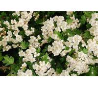 Crataegus monogyna (Biancospino) - Arbusto o Piccolo Albero da Siepe, Fioritura Bianca e Frutti Rosso Corallo - Pianta Rustica da Giardino, FOTO REALI