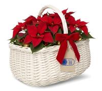 Creative Home Cestino in Vimini con Manico, Bianco | Cesto per Funghi e Picnic Decorativo | 36 x 27 x 32 cm (+/- 2 cm) | Tessuto Fatto a Mano e Durevole | Salice Naturale, Marrone Spesso | Multiuso