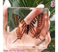 Creativo Insetti Resina Campione Farfalla Fermacarte Display Decoro Ornamento