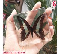 Creativo Insetti Resina Campione Farfalla Fermacarte Display Decoro Ornamento