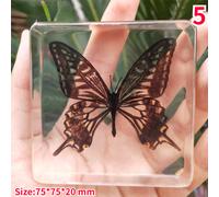 Creativo Insetti Resina Campione Farfalla Fermacarte Display Decoro Ornamento