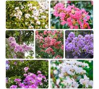 Crepe mirto decorazione salotto bonsái interni serre balcone tagliati semi biologici interni esotici semi selvatici, semina autunno 150pcs