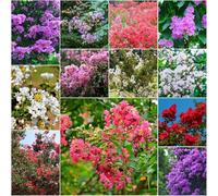 crepe mirto - semi semi balcone per balcone de del bonsái jardín de del jardín 50pcs