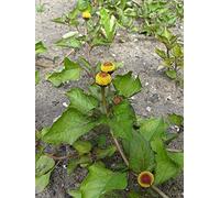 Crescione del Brasile Jambú (Spilanthes oleracea) - circa 250 semi