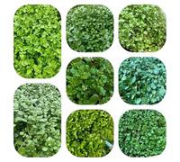 crescione - orticole balcone Nasturzio officinale vecchie varietà rampicanti resistenti in vaso interno biologico giardino, 200semi