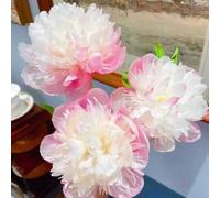 Crescita, adatte come regali per le feste, giardini e balconi, Raro Rizoma Di Peonia, Resistente All'Inverno, Perenne resistente/-1bulb-E