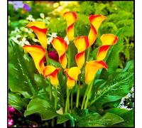 Crescita Rapida Calla Lily raro Bellissimo Giardino Facile Da Mantenere