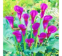 Crescita Rapida Calla Lily raro Bellissimo Giardino Facile Da Mantenere