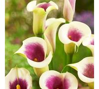 Crescita Rapida Calla Lily raro Bellissimo Giardino Facile Da Mantenere