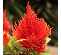 cresta di gallo perenni di resistente estate serrature balcone semi selvatico giardino interno giardino semi perenni 100pcs