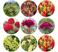 cresta di gallo ufficio reale semi biologici letto elevato giardino perenni resistente semi decorazione interni perenni 500pcs