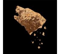 Crippled Black Phoen - Bronze