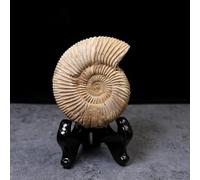 Crisantemo bianco naturale, pietra lumaca, esemplare fossile marino, modello di ammonite fossile paleontologia naturale, campione a spirale di ammonite, per collezioni fossili e istruzione con base