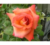 Cristoforo Colombo®, rosa viva di Rose Barni®, rosa in vaso rifiorente, fiori grandi moderni, delicato profumo fruttato, colore arancione con sfumature salmone, cod. 71077