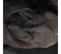 Croatian Amor - Love Means Taking Action