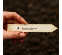 Crocosmia aurea SEEDS - - SEMI Stelle cadenti | Montbretia