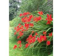 Crocosmia - Lucifero - Rosso - 150 Semi Circa - 2018 Harvest