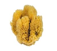 Croll & DENECKE K4 - Spugna Naturale caraibica, Dimensione: 16/18 cm