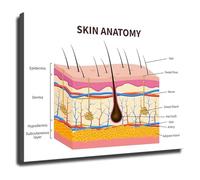 Cross Section Skin Layers Anatomy Poster Esthetics and Dermatology Study Chart for School Clinic(Unframed,16x24inch(40x60cm))
